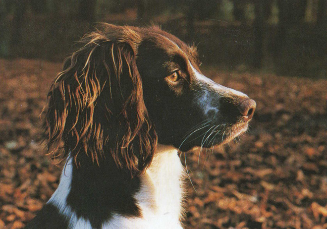 ENGLANNIN SPRINGERSPANIEL  POSTIKORTTI