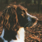 ENGLANNIN SPRINGERSPANIEL  POSTIKORTTI - pikkukuva 1