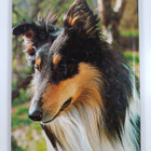 Wendy Boorer : All colour book of dogs - pikkukuva 2