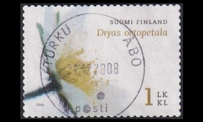 1807 o Lapinvuokko loisto Turku 21.12.08 (2006)