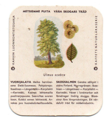 Kahvilappu Metsiemme puita. VUORIJALAVA