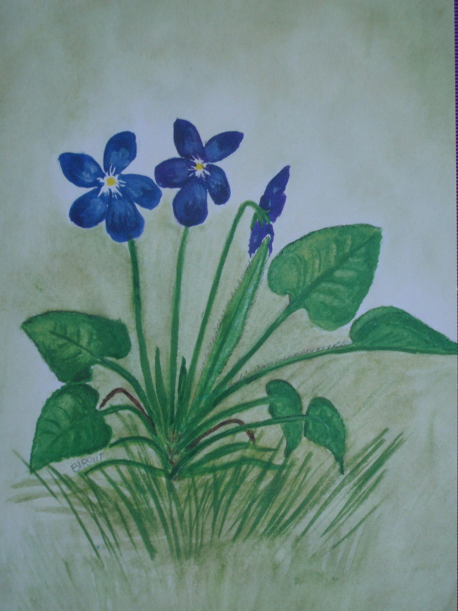 Birgit metsäorvokki