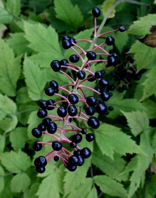 Kiinankonnanmarja (Actaea asiatica), siemeniä 30 kpl