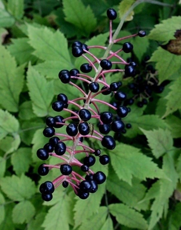 Kiinankonnanmarja (Actaea asiatica), siemeniä 30 kpl