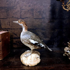 Isokoskelo (Mergus merganser), v. 1960–1970 - pikkukuva 2