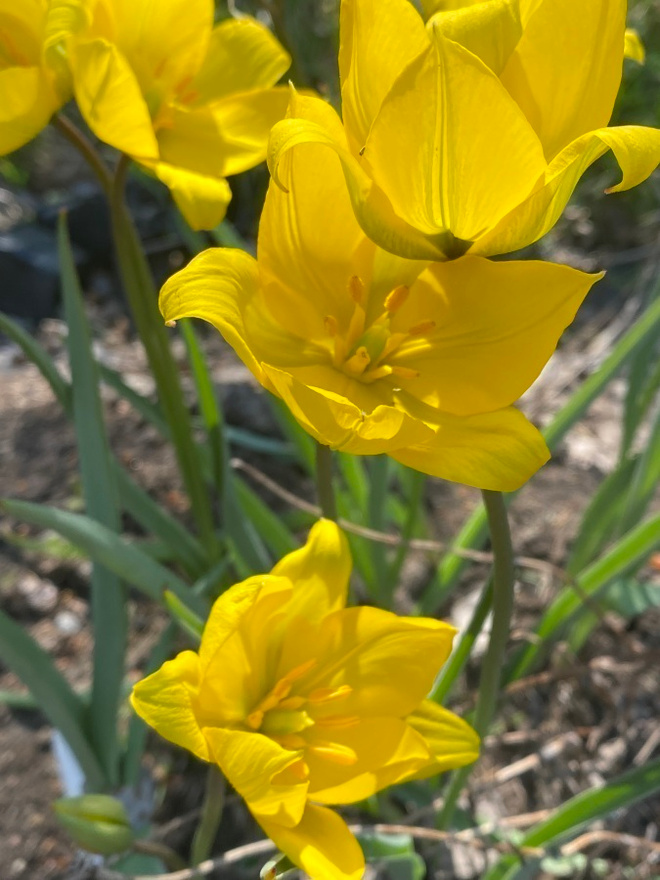 Metsätulppaani (Tulipa sylvestris), siemeniä 100 kpl
