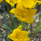 Metsätulppaani (Tulipa sylvestris), siemeniä 100 kpl - pikkukuva 1