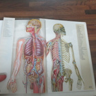 IHMISEN FYSIOLOGIA JA ANATOMIA ! - pikkukuva 2