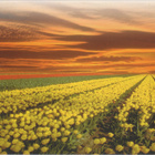 Levantis • Ambient Sounds Of Nature: Expanse Of Colour CD - pikkukuva 2