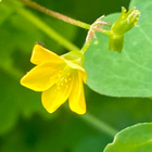 Pystykäenkaali (Oxalis stricta), siemeniä 50 kpl - pikkukuva 3