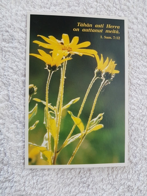 Seppo Paldanius  kukka Postikortti*