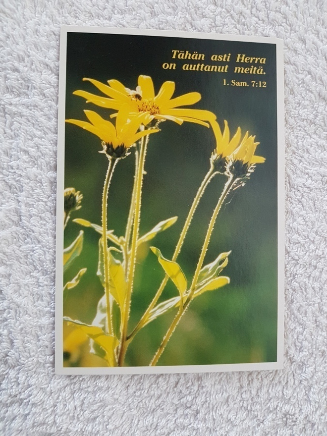 Seppo Paldanius  kukka Postikortti*