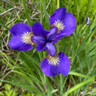 Kuningatarkurjenmiekka (Iris sanguinea), siemeniä 50 kpl - pikkukuva 2