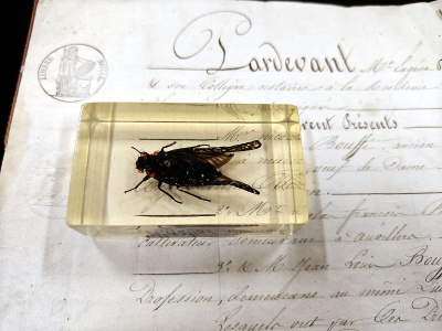 Natura Obscura – Entomologinen näyte no. 340