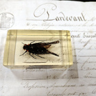 Natura Obscura – Entomologinen näyte no. 340 - pikkukuva 1