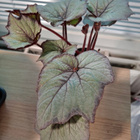 Begonia - pikkukuva 2