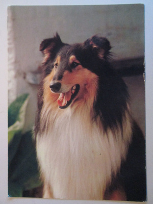 KULKEMATON PITKÄKARVAINEN COLLIE KOIRA KIVIPAINO OY ARTKO