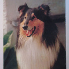 KULKEMATON PITKÄKARVAINEN COLLIE KOIRA KIVIPAINO OY ARTKO - pikkukuva 1