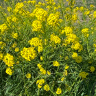 Ukonpalko (Bunias orientalis), siemeniä 40 kpl - pikkukuva 2