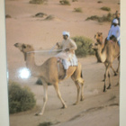 Arabiemiraatit, kameliratsastusta Hattassa, p. 2000 Suomeen - pikkukuva 1