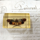 Natura Obscura – Entomologinen näyte no. 343 - pikkukuva 1