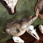 Kookas pallokalapreparaatti (Tetraodontidae), Filippiinit - pikkukuva 5