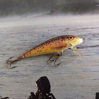 Rapala CD-5 - pikkukuva 1