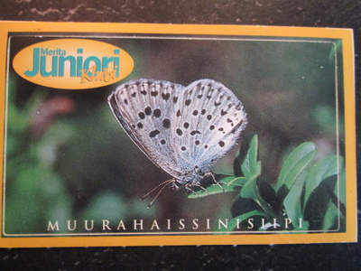 MUURAHAISSINISIIPI PERHONEN TARRAN KOKO n. 9,5 x5,6 cm+reuna