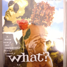 What? DVD, Roman Polanski - pikkukuva 1