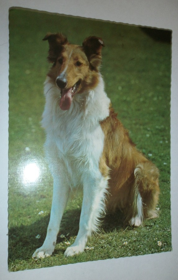Koira ¤ 1, Collie, väripk, p. 1973