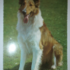 Koira ¤ 1, Collie, väripk, p. 1973 - pikkukuva 1