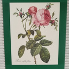 Taidejuliste/art print, 4 kpl ruusuaiheisia, P-J Redoute - pikkukuva 4
