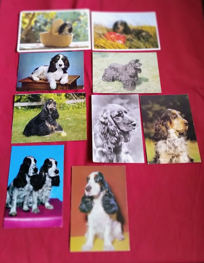 9 COCKERSPANIEL  POSTIKORTTIA
