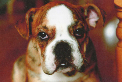 BULLDOG POSTIKORTTI