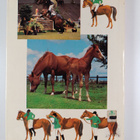 Robert Owen ym. : The Horse and Pony Gift Book - pikkukuva 2