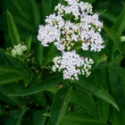 Ruohoselja (Sambucus ebulus), siemeniä 50 kpl - pikkukuva 1