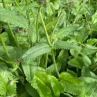 Rohtopähkämö (Stachys officinalis), siemeniä 100 kpl - pikkukuva 3