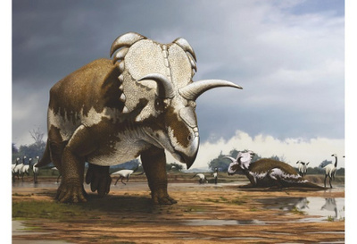 Medusaceratops #3028