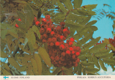 Postikortti, PIHLAJA, Lippu-tunnus