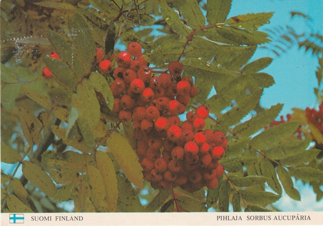 Postikortti, PIHLAJA, Lippu-tunnus