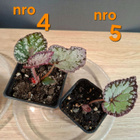 Begonia Hawaiian Silver taimia 5kpl - pikkukuva 3