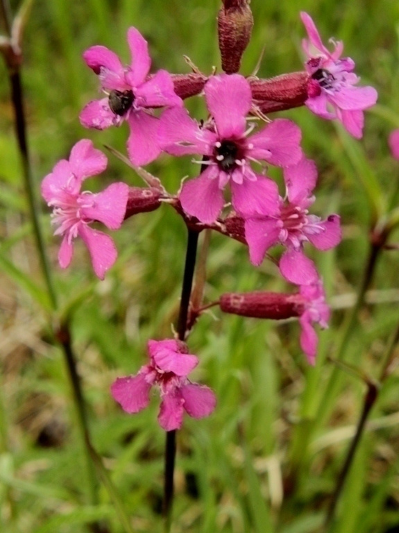 Mäkitervakko (Silene viscaria), siemeniä 100 kpl