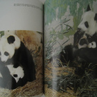 The Giant Panda Jättiläispanda - kuvakirja Kiina - pikkukuva 2