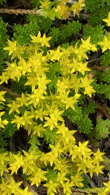Särmämaksaruoho (Sedum sexangulare), siemeniä 100 kpl