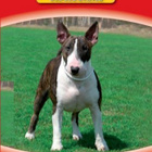 Koiramme - Bullterrierit DVD - pikkukuva 1