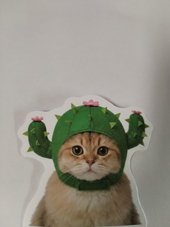 Upea kissa tarra.