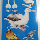 Christopher M. Perrins ym. : Bird Life - An Introduction ... - pikkukuva 2