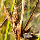 Merikaisla (Bolboschoenus maritimus), siemeniä 50 kpl - pikkukuva 1