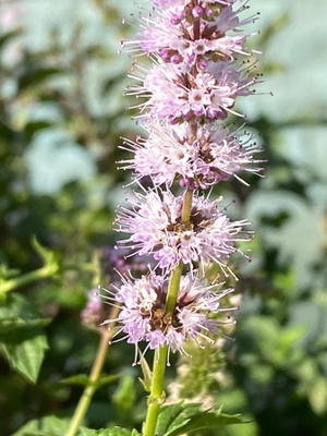 Viherminttu (Mentha spicata), siemeniä 100 kpl