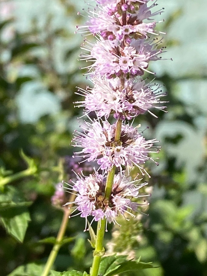 Viherminttu (Mentha spicata), siemeniä 100 kpl